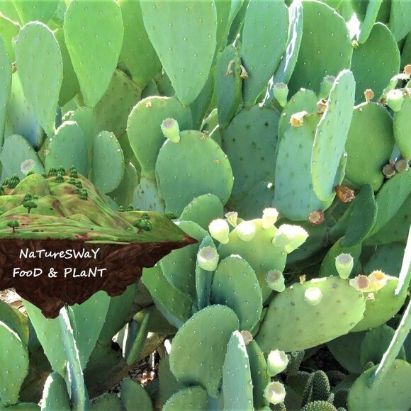 Prickly Pear Cactus 2 ea Spineless Opuntia Decorative Plant and Beauty Regimen. - Picture 2 of 12